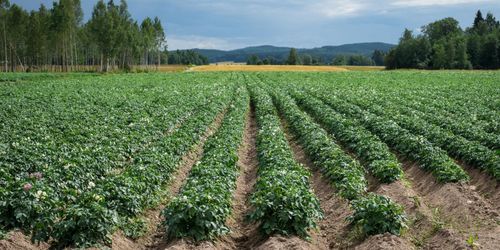 Så blev årets potatisskörd