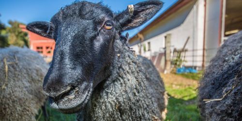 Återhämtad baggauktion efter förra årets torka