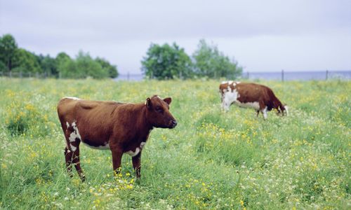 Ny teknik – ”Komplement men inte ersättare”