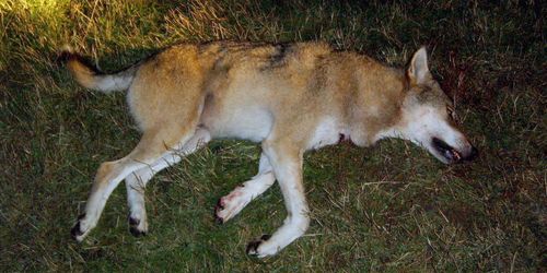 Centerpartiet vill förenkla för skyddsjakt på varg