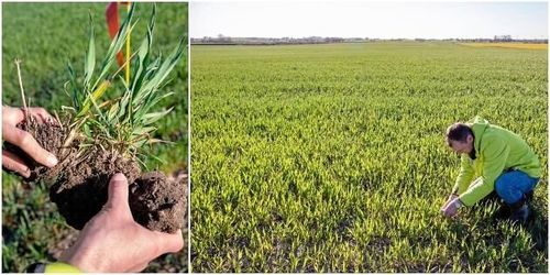 Små skillnader kan avgöra vid torka