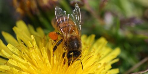 EU-domstolen avgör om neonikotinoider