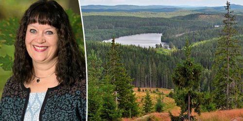 Skogsutredningen får skarp kritik: ”Besviken”