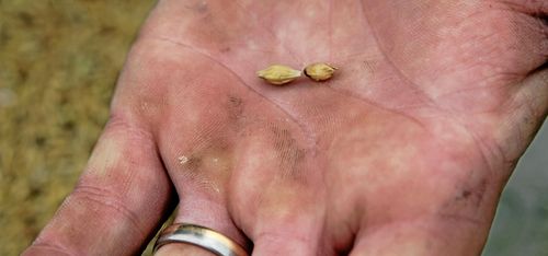 ”Drar undan mattan för odlare”