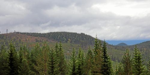 Skogspriserna fortsätter uppåt
