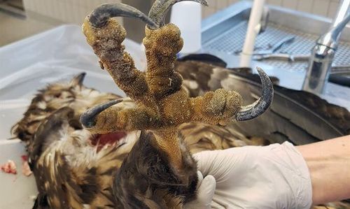 Ny typ av fågelinfluensa upptäckt