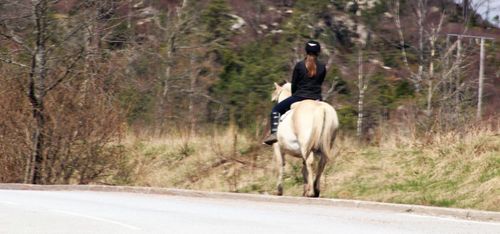 "Ingen vill ha ett så tungt djur på huven"