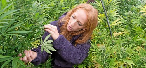 Här skördar hon för mer än 50 miljoner