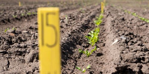 På jakt efter optimal tidpunkt att så