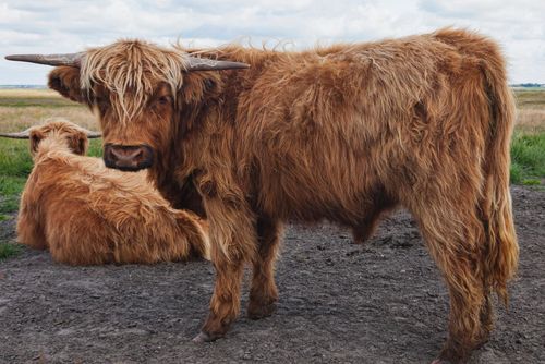 Lantbrukarnas skulder når rekordnivåer