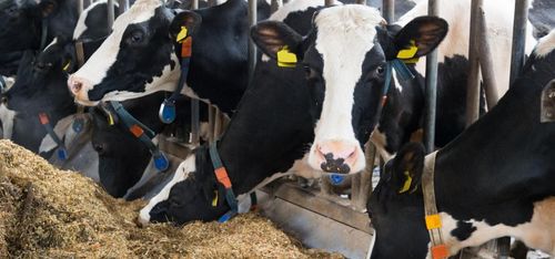 "Det är jobbigt att se dem lida"