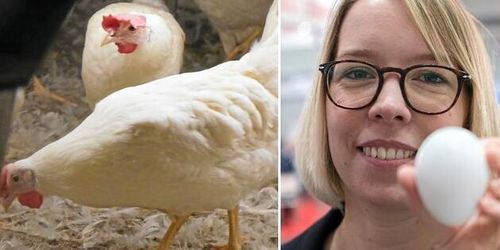 Ny teknik förhindrar avlivning av tuppkycklingar