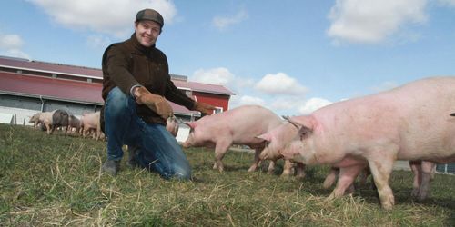 Glada grisar i Halla Gårds kretsloppsjordbruk