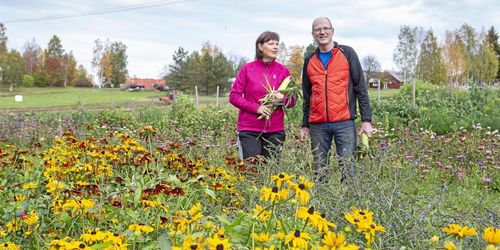 Tufft för grönsaksodlare i norr: ”Säsongen är kort”