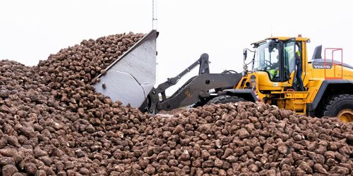 Betodlare drabbas av problem på sockerbruk