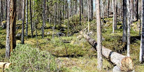 WWF: Nyckelbiotop är ingen skyddsform