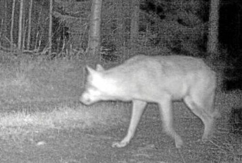 Jakten på varghybrider är över