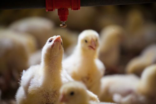 Kraftig ökning av bakterier i svensk kyckling