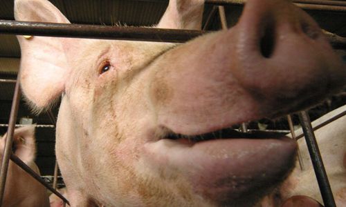 Tysk halvering på sju år