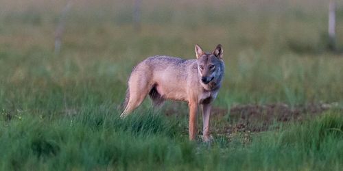 Skyddsjakt på varg tillfälligt stoppad
