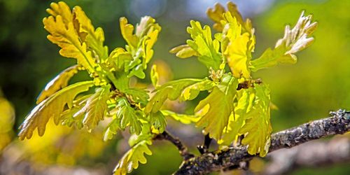 En halv miljon till ekforskning