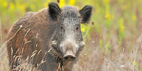 SVA nedringt av oroliga djurägare