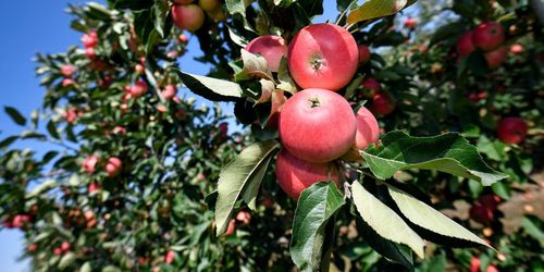 Normal äppelskörd trots onormalt väder
