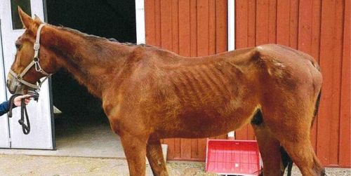 Travtränare dömd för djurplågeri