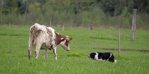 Så hittar du rätt hund