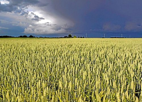Jordbruksverket: Gör fyraårsplan för lantbrukets klimatarbete
