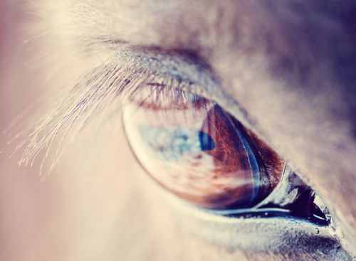 Friade djurinspektören: Hade kunnat drabba tusentals