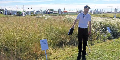 Här är rådgivarnas ogrässtrategi i höstraps