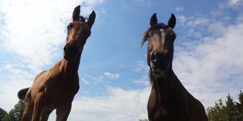 Svenska hopphästar bäst i världen