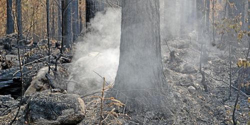Skogsstyrelsen: Polisanmäl olämpligt skogsbruk