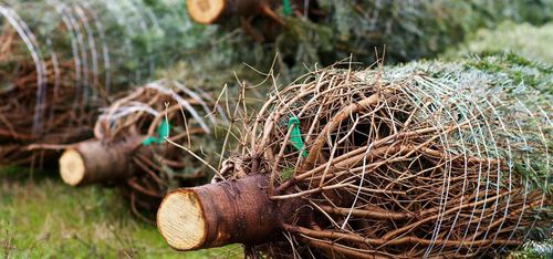 Ikea väljer rödvita granar