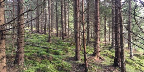600 hektar rikskänd bohusskog till salu