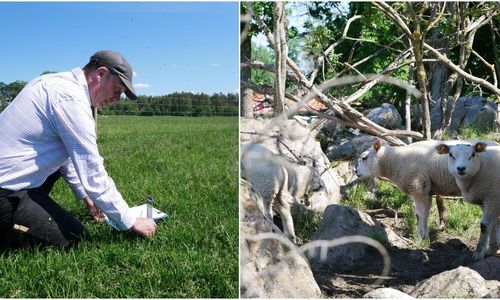 Så optimerar du ditt bete på bästa sätt