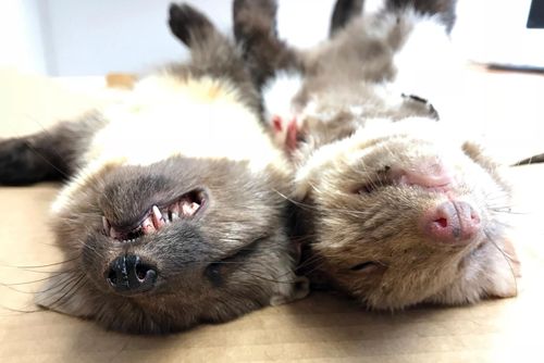 Nytt däggdjur upptäckt i Sverige