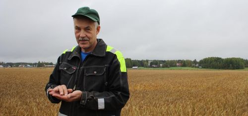 Regnig höst hotar finsk spannmålsskörd
