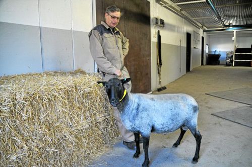 Allt mer semin i fåraveln