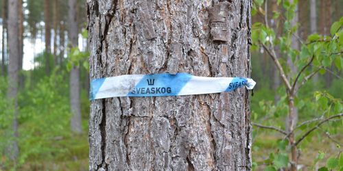 Bakläxa igen för Skogsstyrelsen