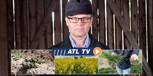 ATL TV: Frosten slår mot potatis och äpplen