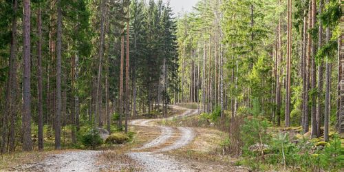 Skogsnäringens forskning är inte fri