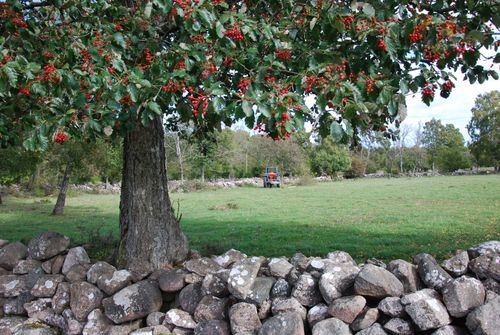 Oxel var trädslaget som höggs ner i allén. Arkivbild.