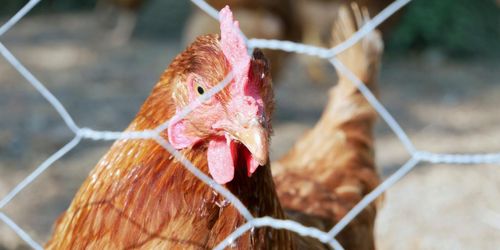 Över 80 000 avelshöns avlivade på Blenta