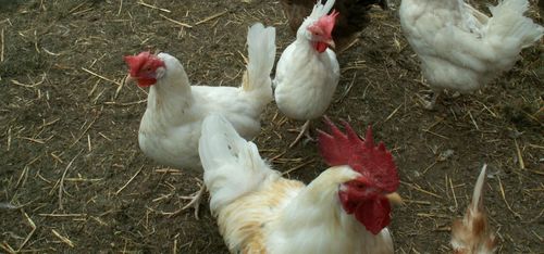 Bravecto för höns på ingång mot kvalster