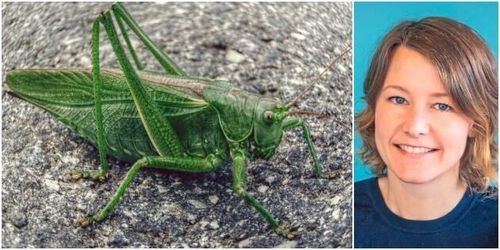 Insekter kan bli framtidens foder