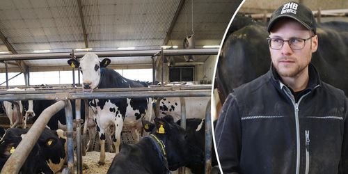 Rådgivning fick fart på mjölkproduktionen