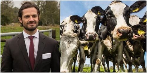 37 mjölkbönder prisas för sitt arbete