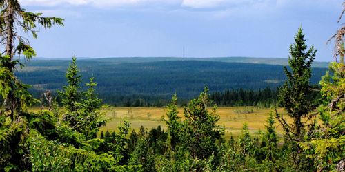 ”Orimligt att skydda hela den fjällnära skogen”